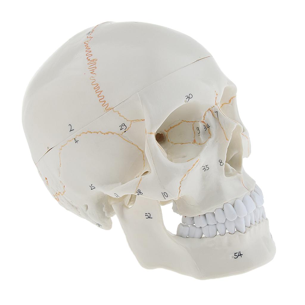 Lifesize 1:1 Realistic Human Skull Replica Resin Model