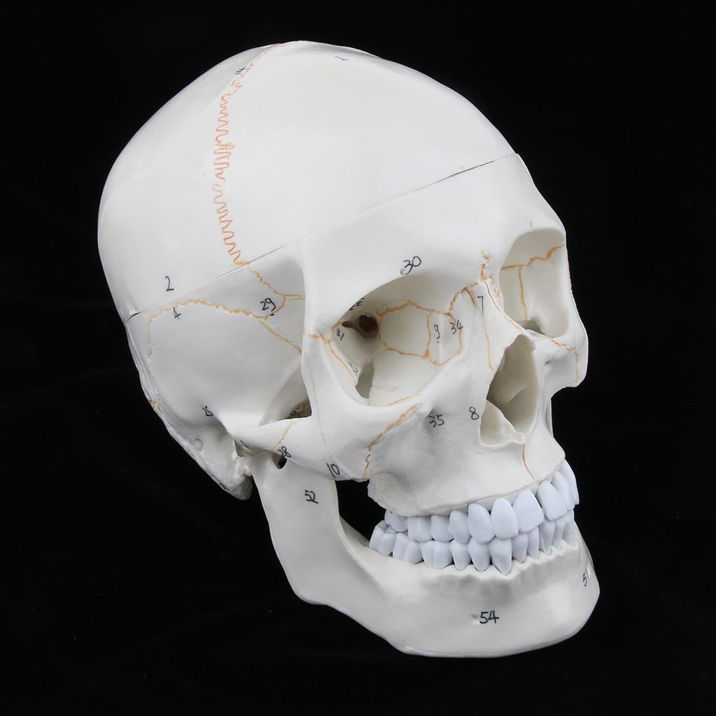 Lifesize 1:1 Realistic Human Skull Replica Resin Model