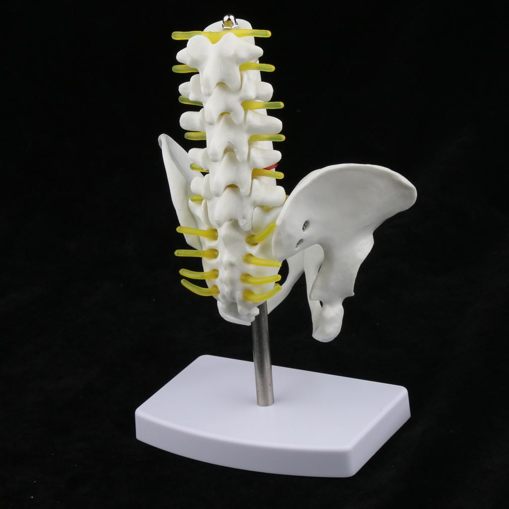 Mini Pelvis with 5 Lumbar Vertebrae Skeleton Anatomical Model