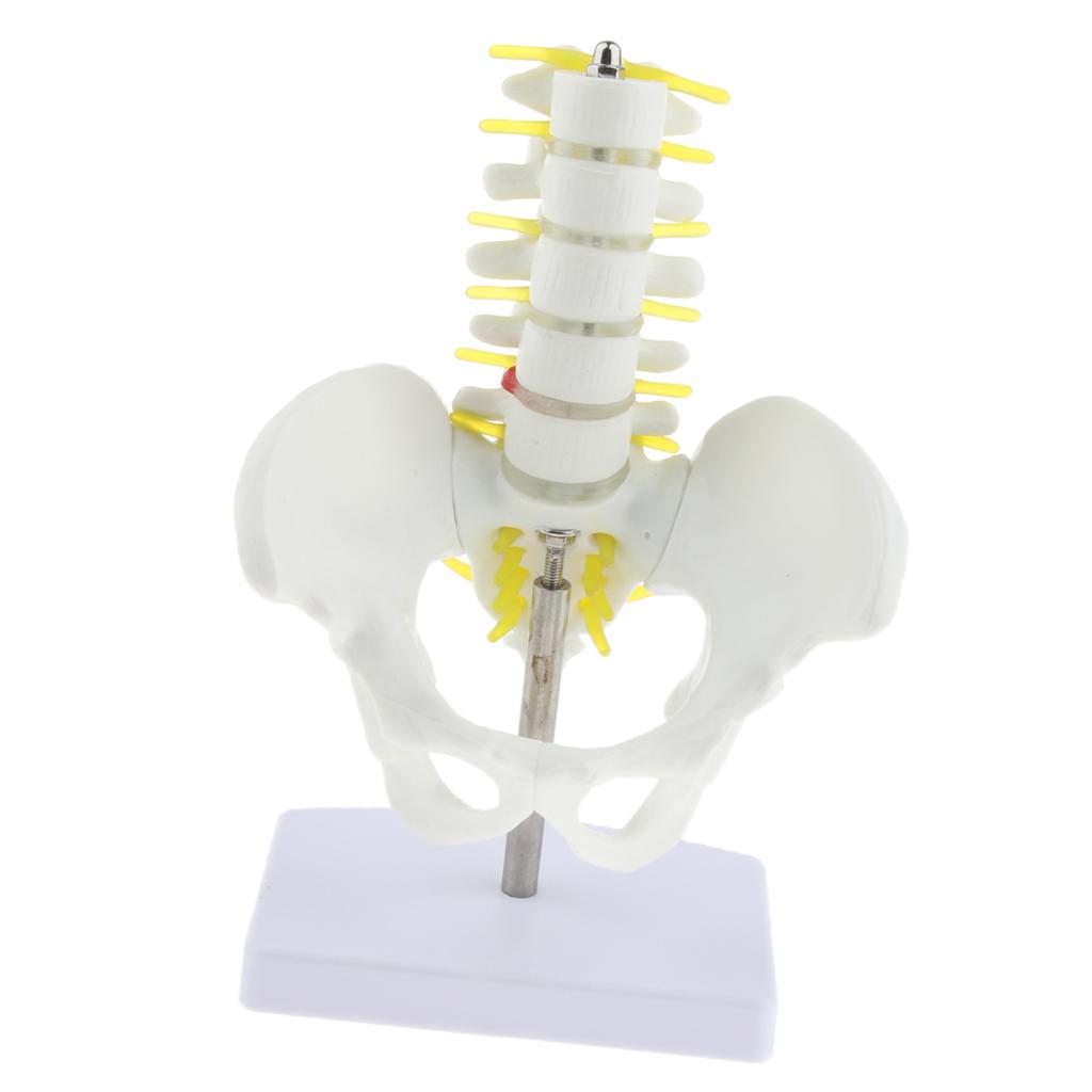 Mini Pelvis with 5 Lumbar Vertebrae Skeleton Anatomical Model