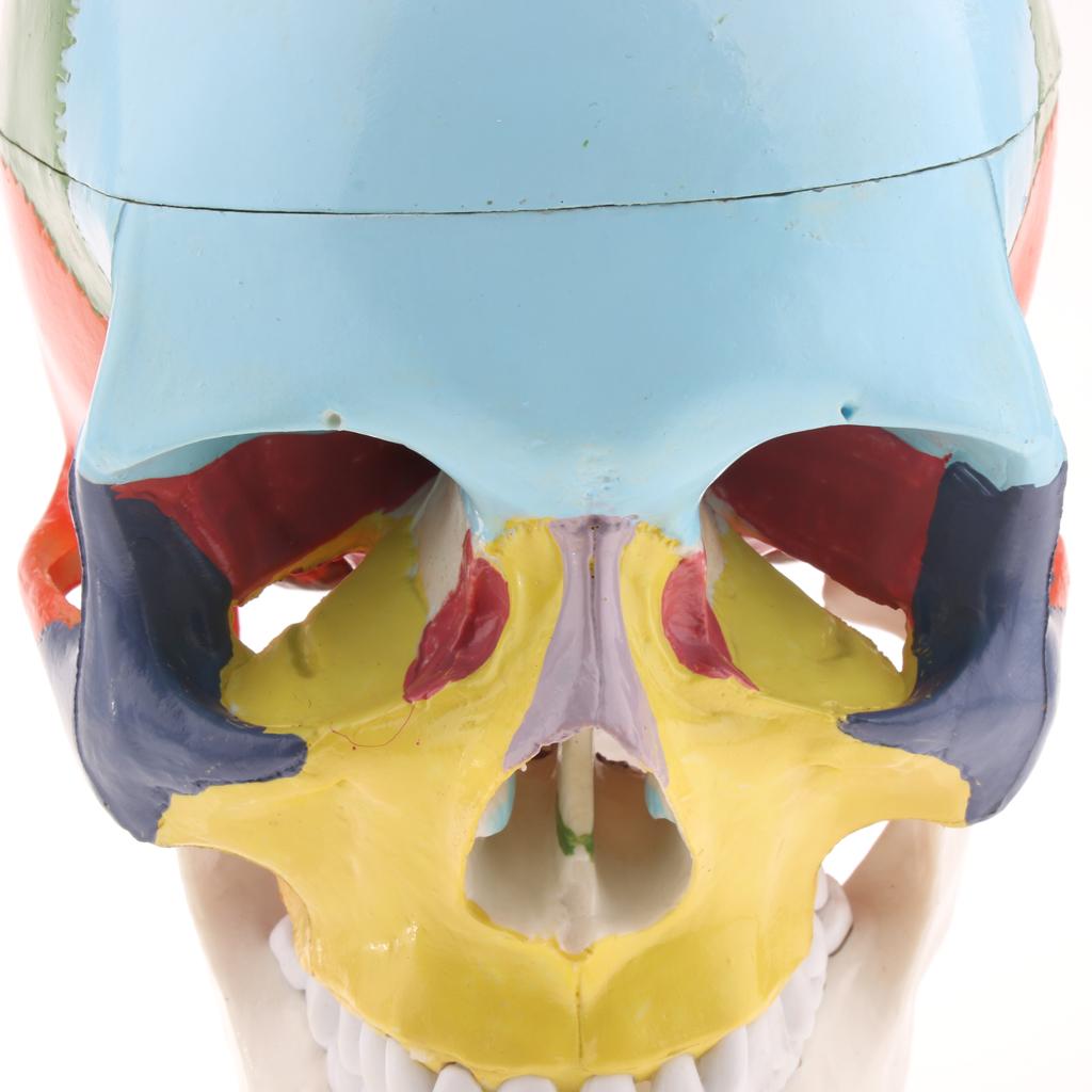 1:1 Colored 22 Parts Human Head Skull with Cervical Vertebra Anatomy Model