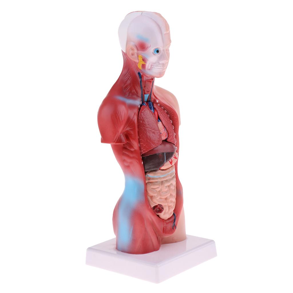 Human Torso Body Anatomy Model Heart Brain Skeleton Educational 11''