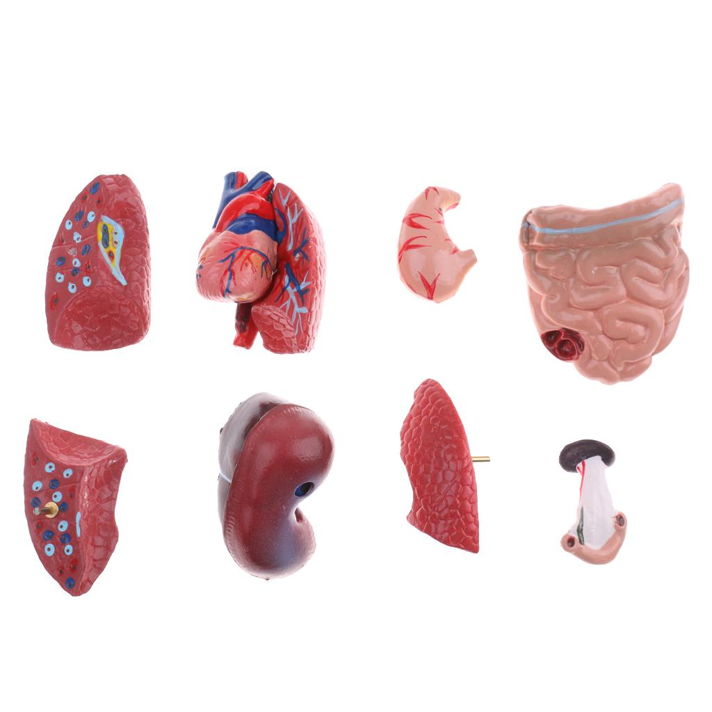 Human Torso Body Anatomy Model Heart Brain Skeleton Educational 11''