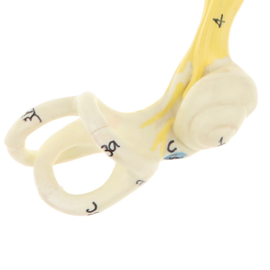 Magnification 5x Human Ear Semicircular Canal Cochlear Model Anatomical