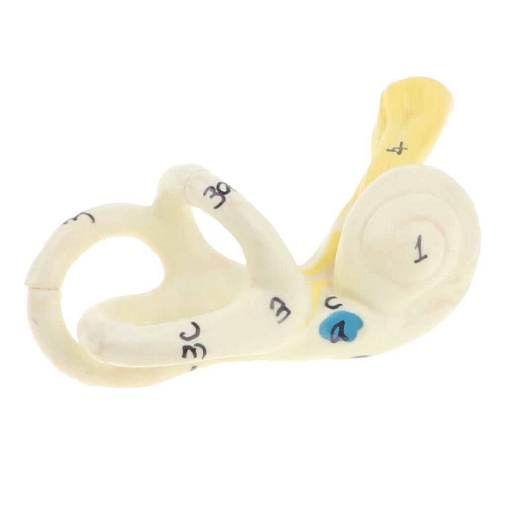Magnification 5x Human Ear Semicircular Canal Cochlear Model Anatomical