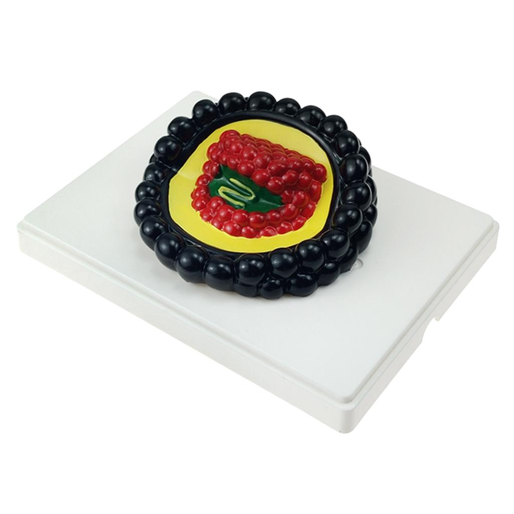 Biology Science Microorganism Model Student Classroom Learning Accessories