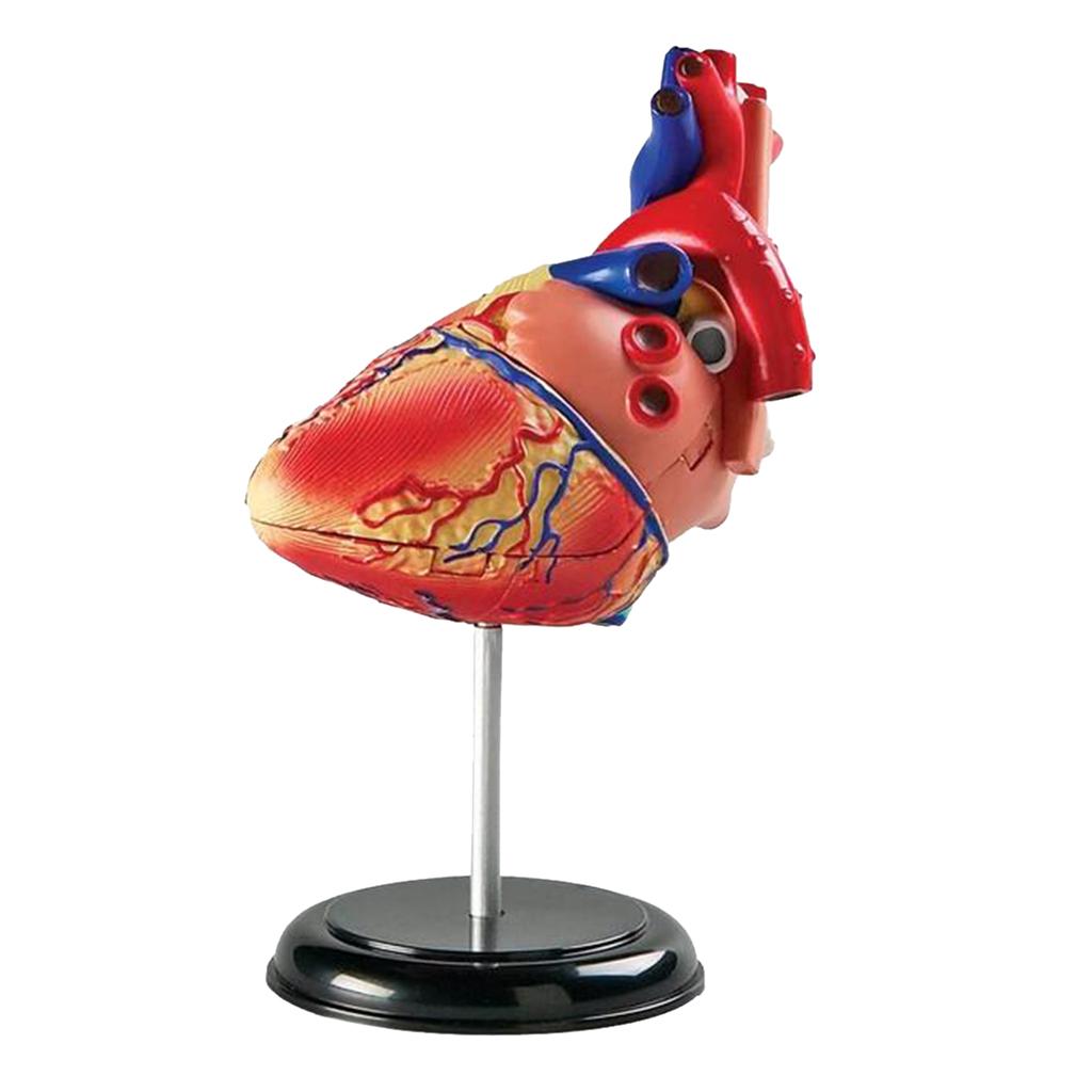 Professional Human Full Size Heart Model Anatomy Model Assembly Kit