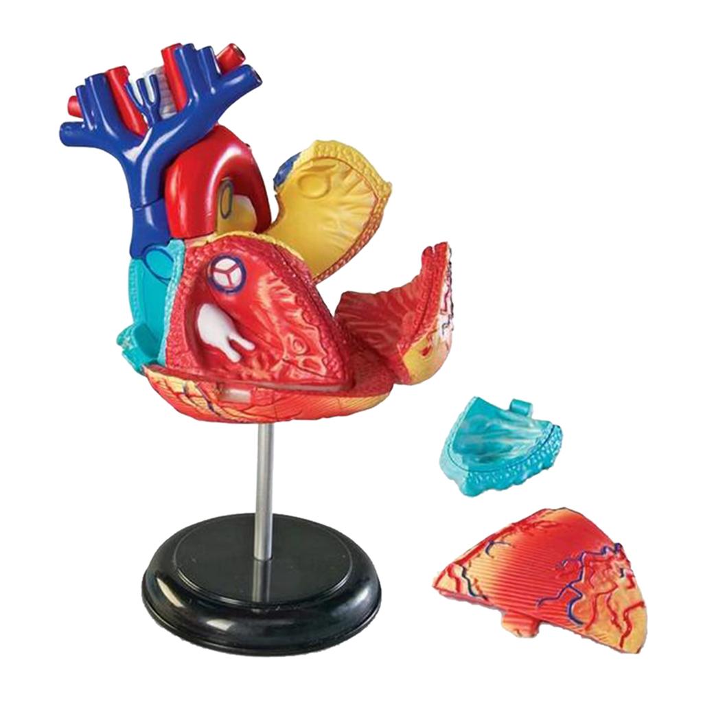 Professional Human Full Size Heart Model Anatomy Model Assembly Kit