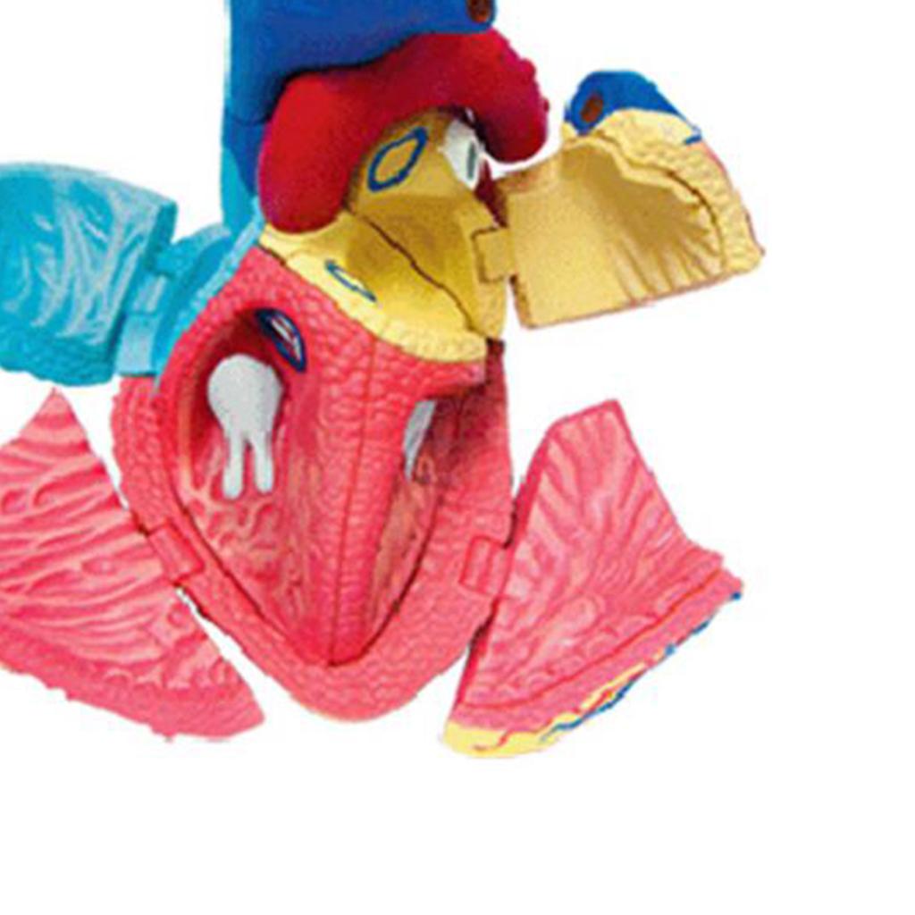 Professional Human Full Size Heart Model Anatomy Model Assembly Kit