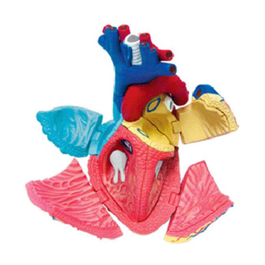 Professional Human Full Size Heart Model Anatomy Model Assembly Kit