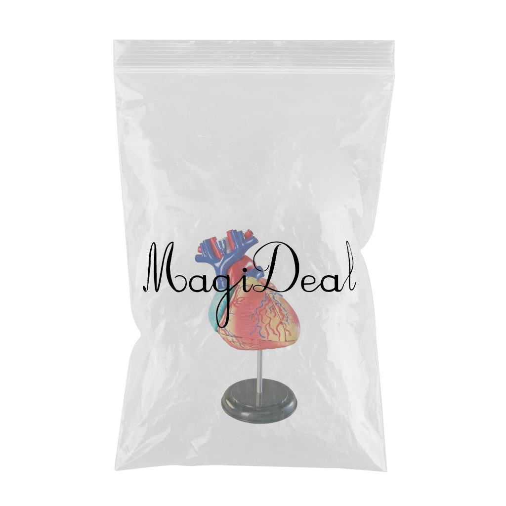 Professional Human Full Size Heart Model Anatomy Model Assembly Kit