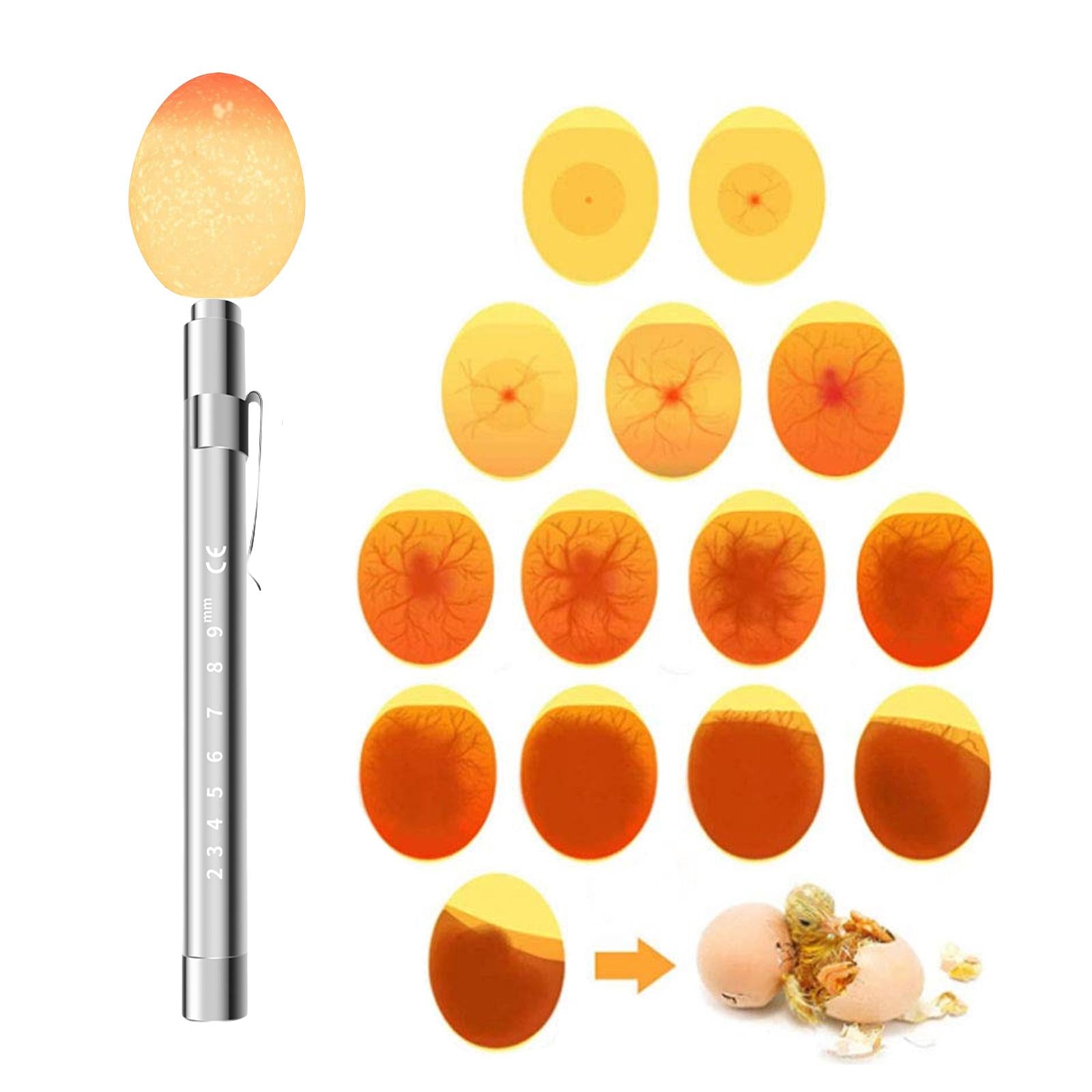 LED Light Egg Candler Tester Hatching Tool Egg Tester for Chicken Quail Duck Argent