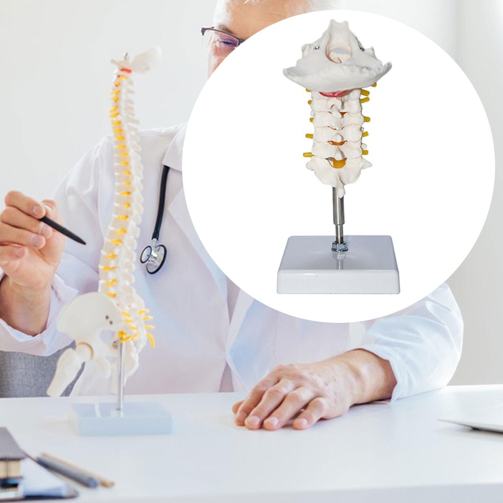 7 Section Cervical Vertebra Model Spine Science Biology Cervical Spine Model