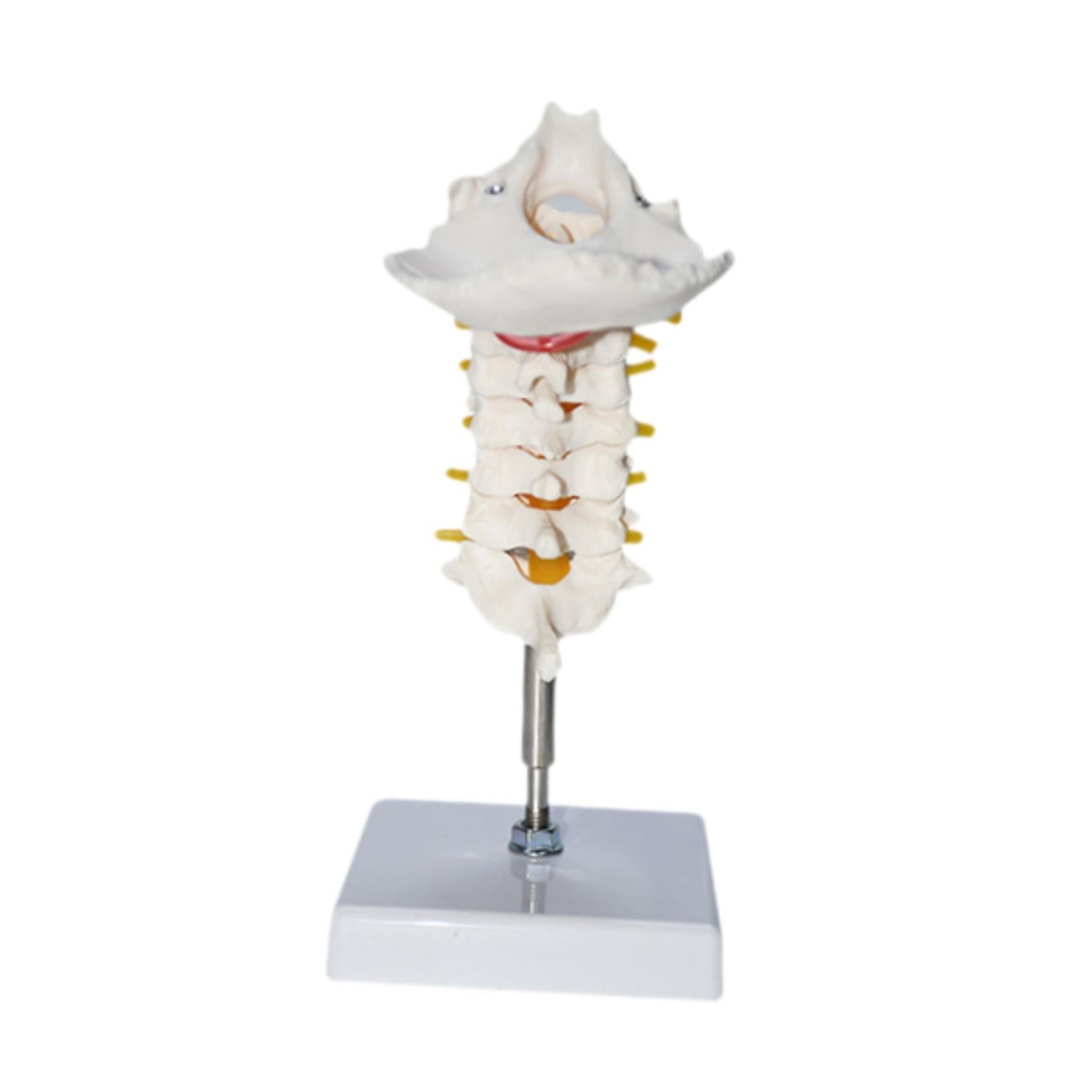 7 Section Cervical Vertebra Model Spine Science Biology Cervical Spine Model