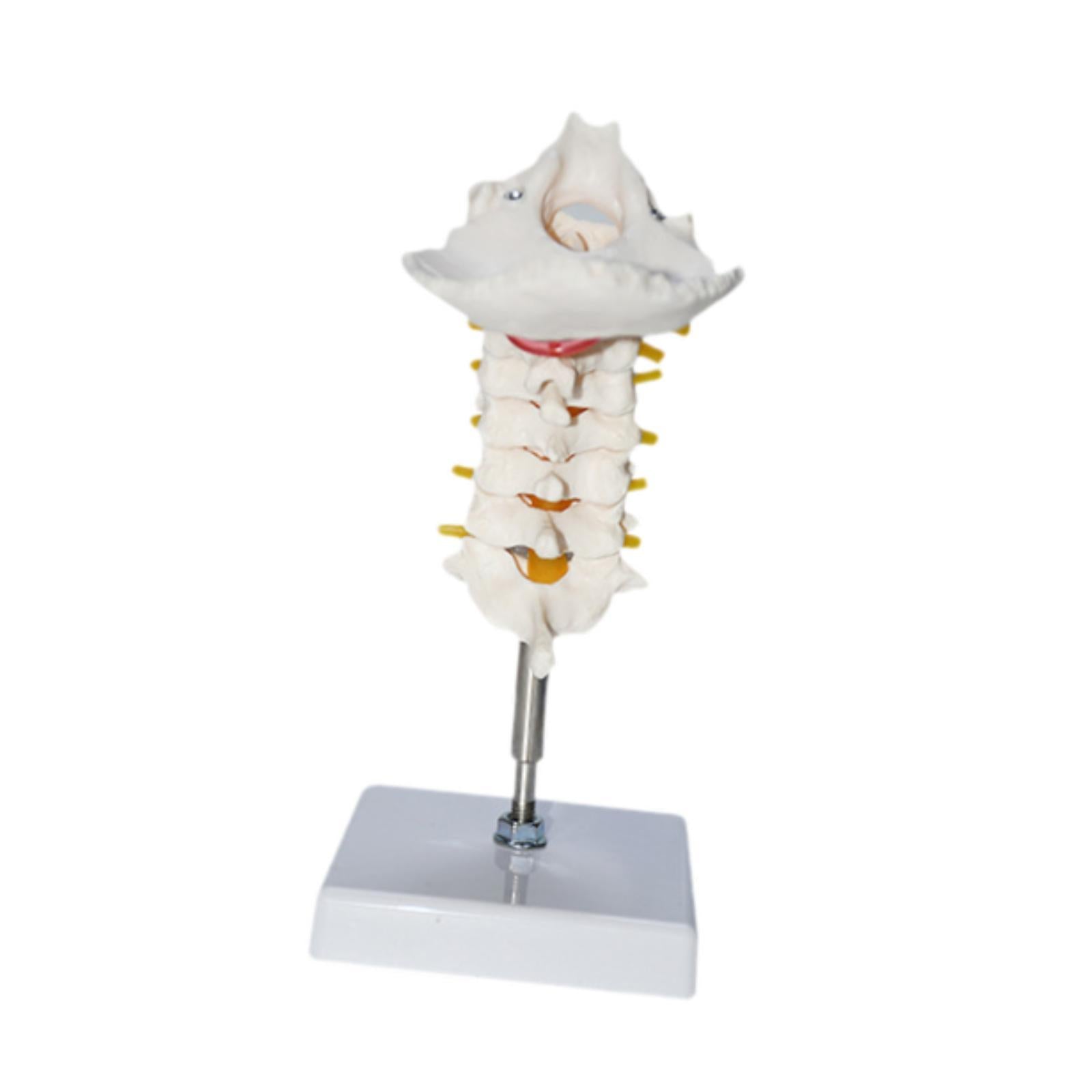 7 Section Cervical Vertebra Model Spine Science Biology Cervical Spine Model