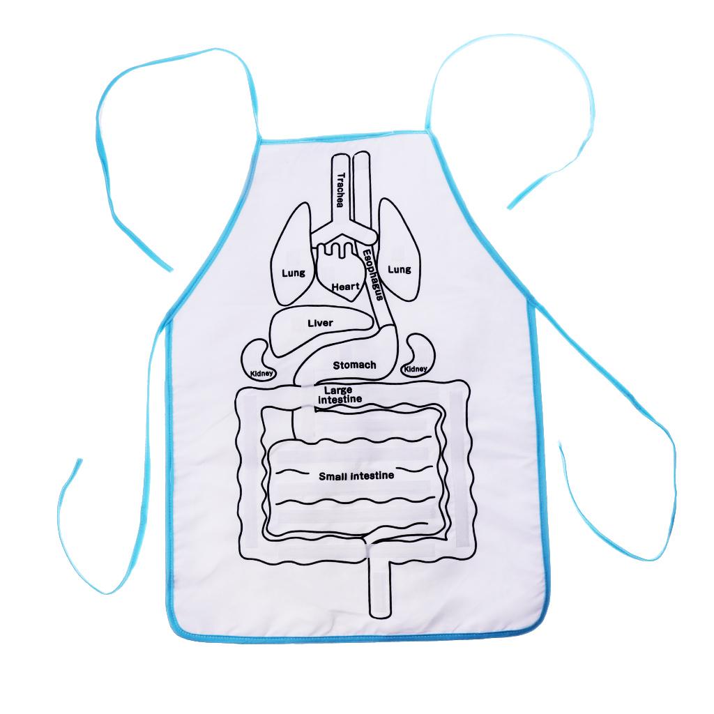 Kindergarten Viscera Teaching Utensil Children Educational Organ Apron