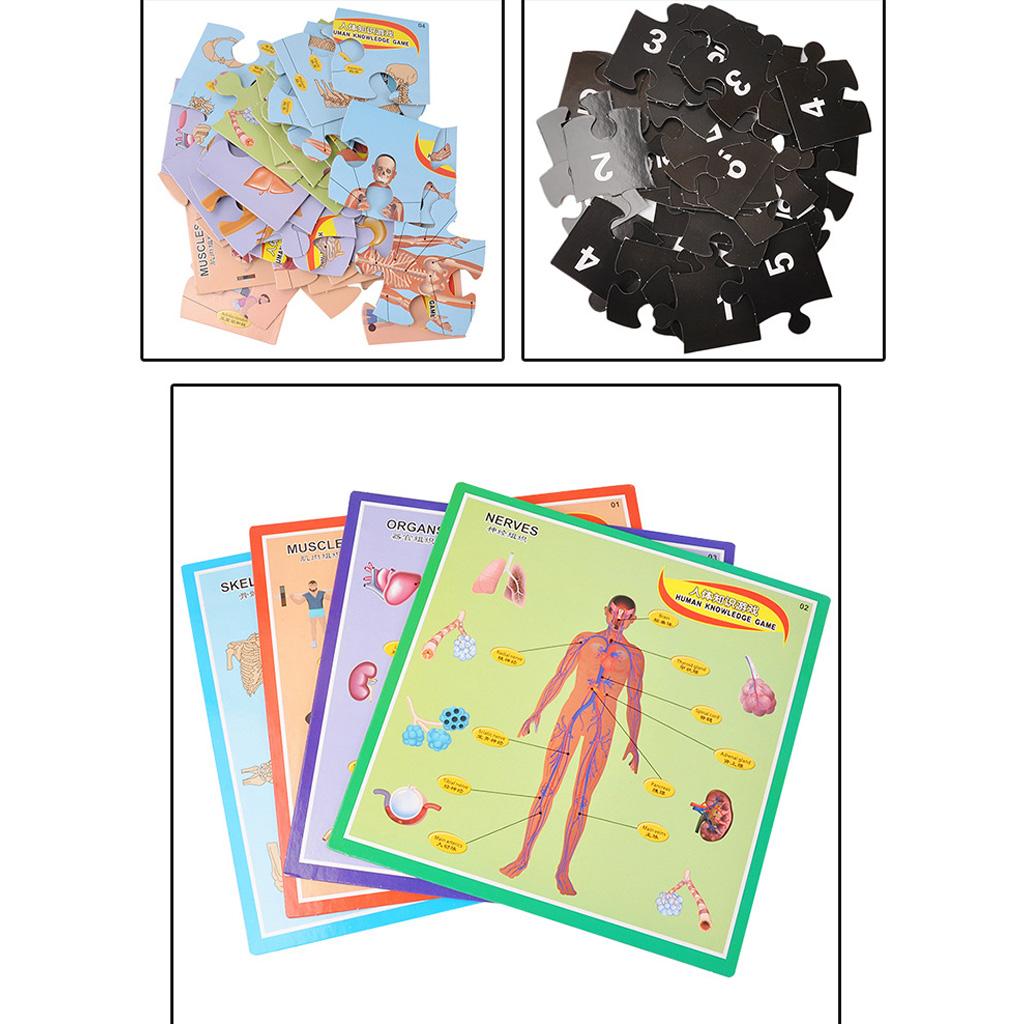 Interactive Educational Human Body Poster to Learn Body Parts for Kids