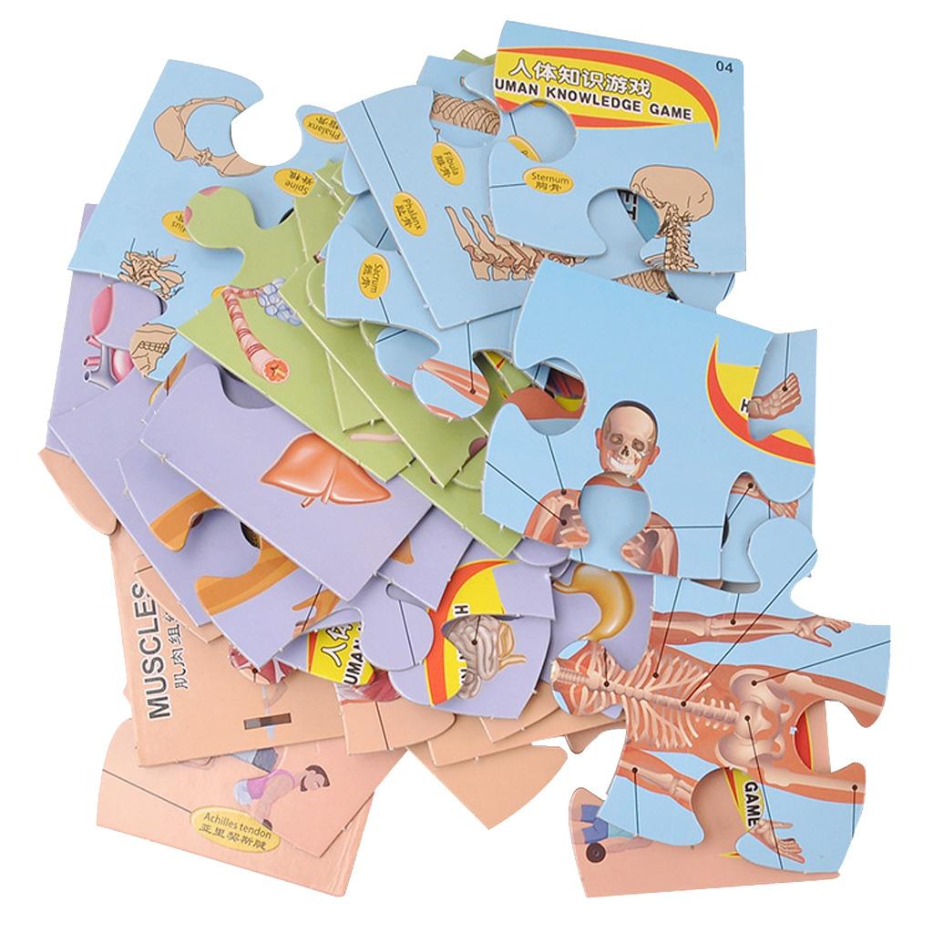 Interactive Educational Human Body Poster to Learn Body Parts for Kids