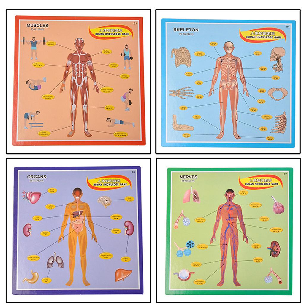Interactive Educational Human Body Poster to Learn Body Parts for Kids