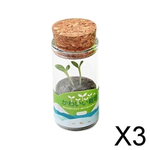 3xMini Glass Vase DIY Seed Planting Hydroponics Herb Bonsai Green