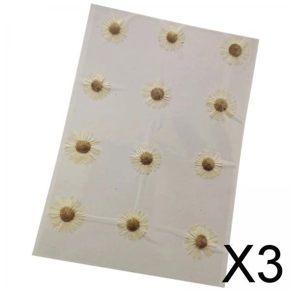 3x12x Dried Pressed Flowers DIY Art Crafts for Bookmarks Envelopes Soap Making White