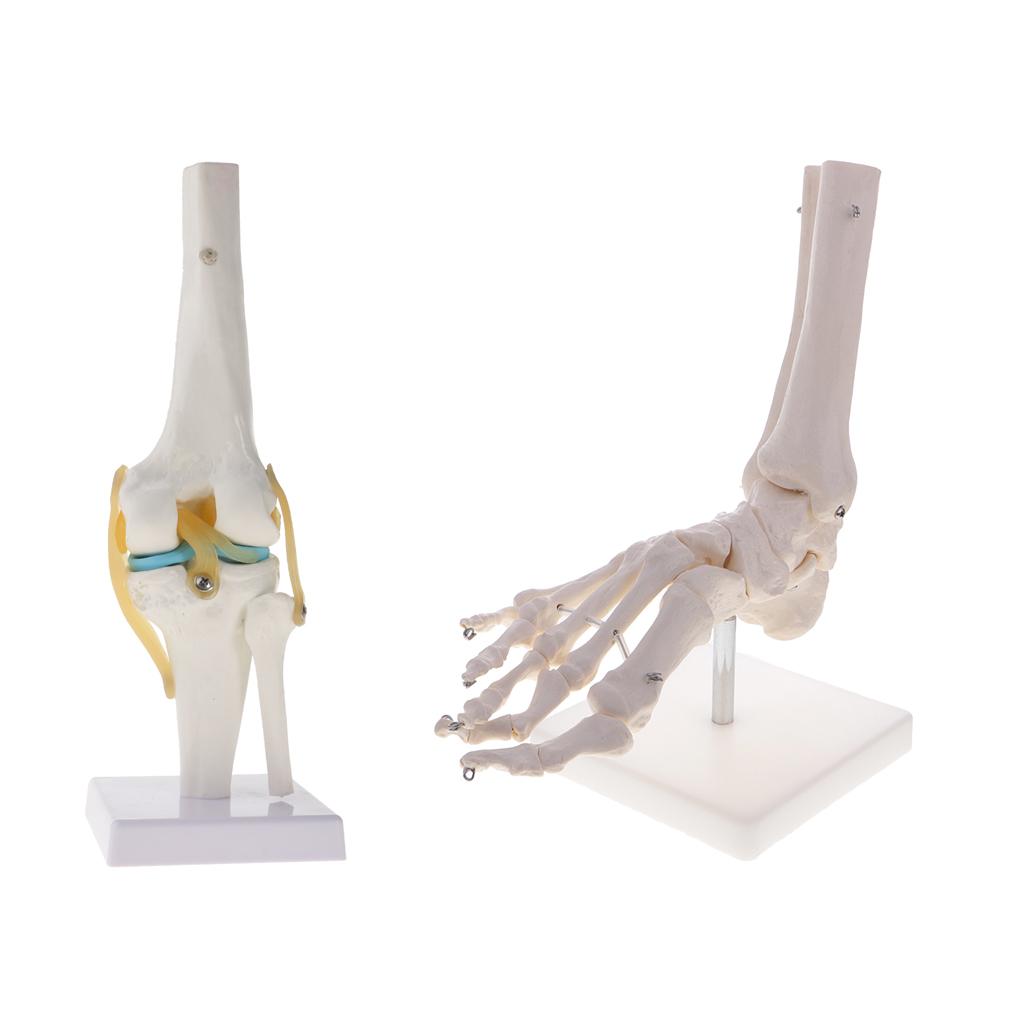 1:1 Human Knee Joint Skeleton +Human Skeleton Foot & Ankle Joint Model Kits