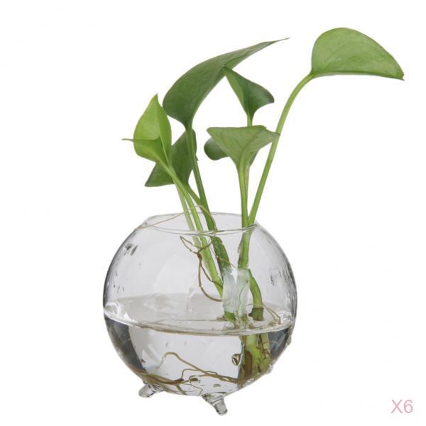 6x Glass Flower Vase Hydroponic Pot DIY Micro Landscape Terrarium Container