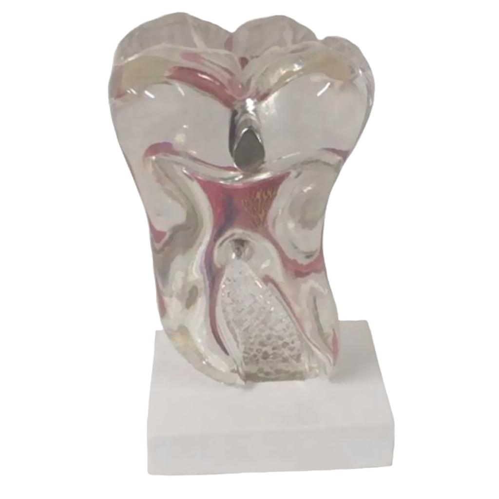 Teeth Crystal Base Teeth Tooth Model Single Teeth Model