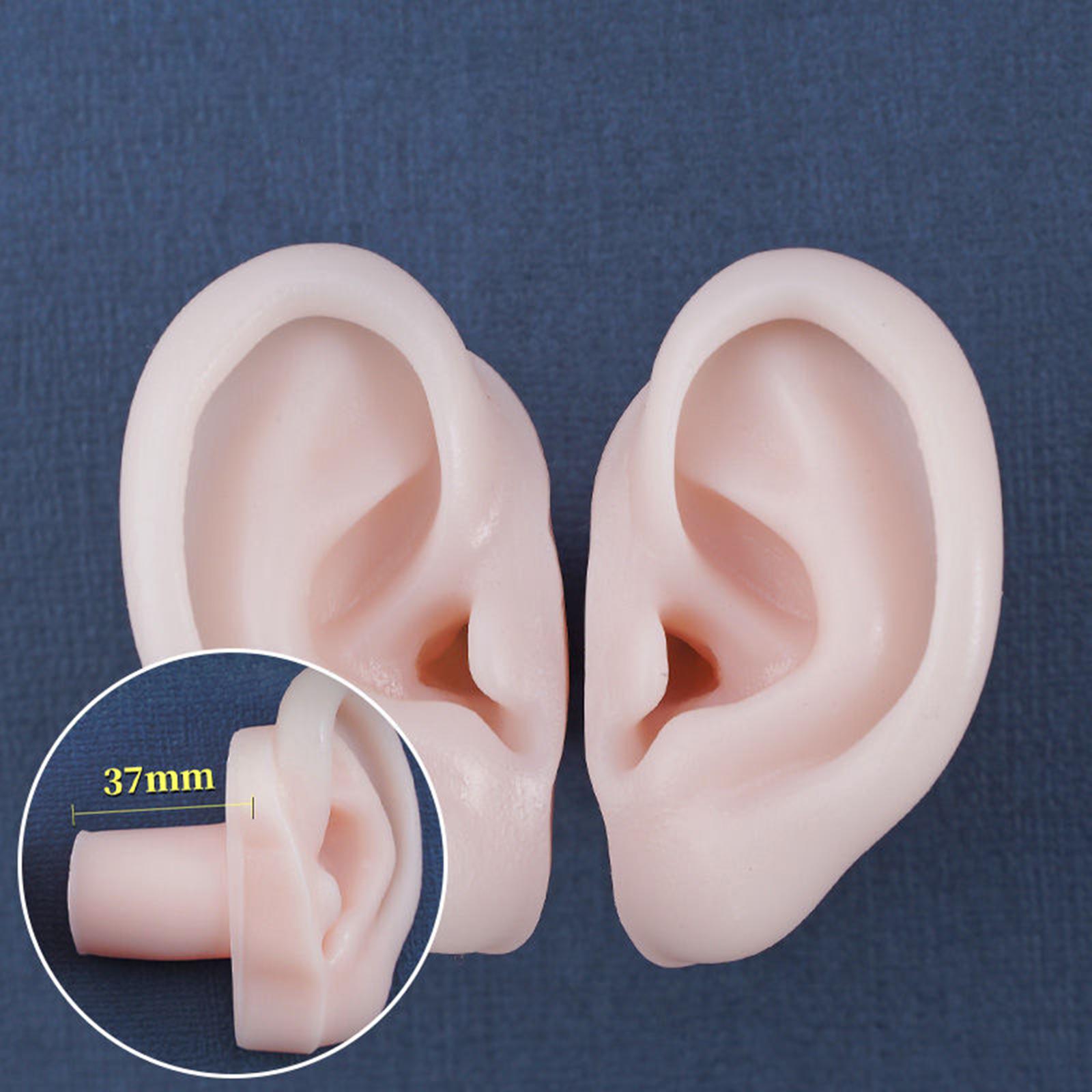 Simulation Ear Model Super Soft Teaching Aids Science for Practice Left