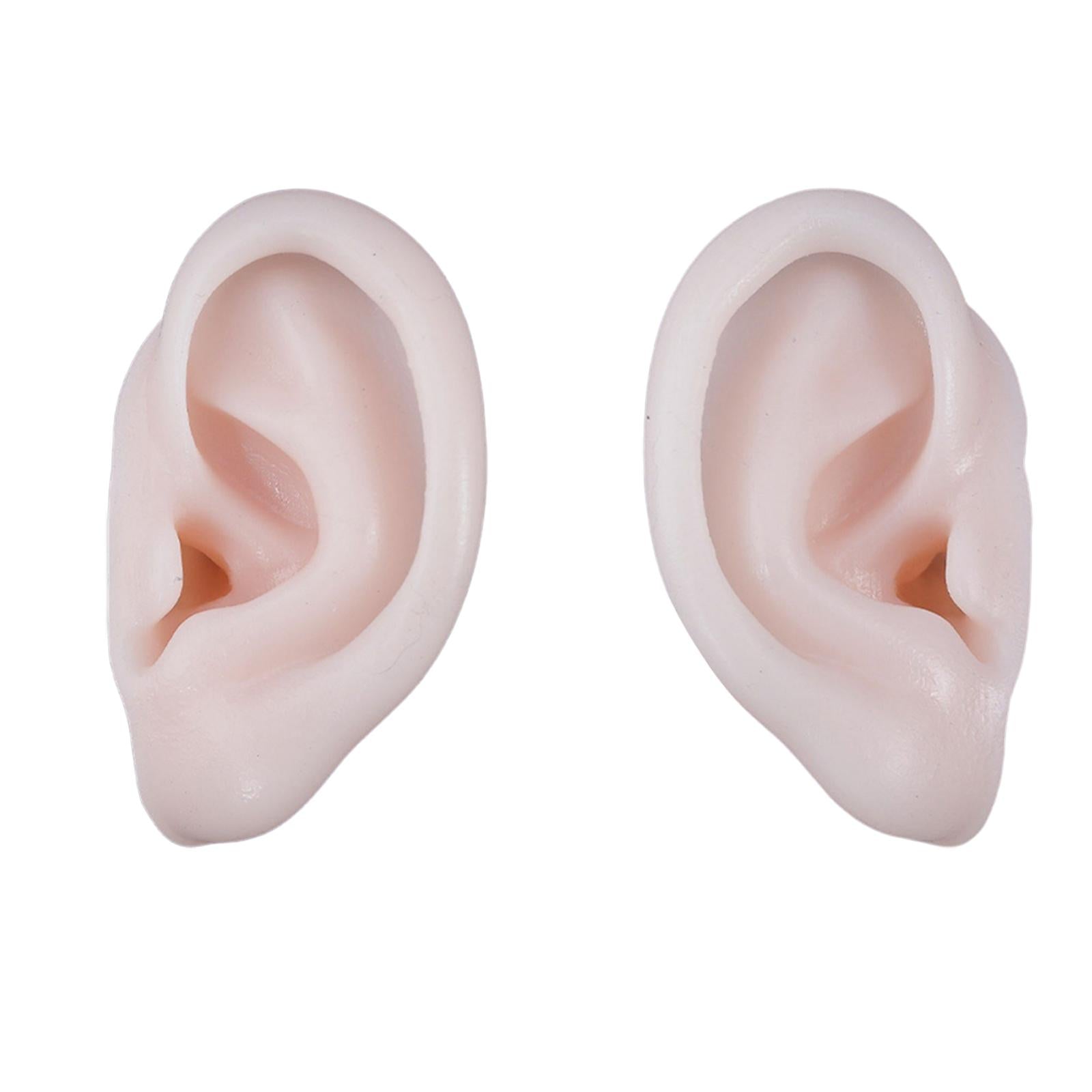 Simulation Ear Model Super Soft Teaching Aids Science for Practice Left