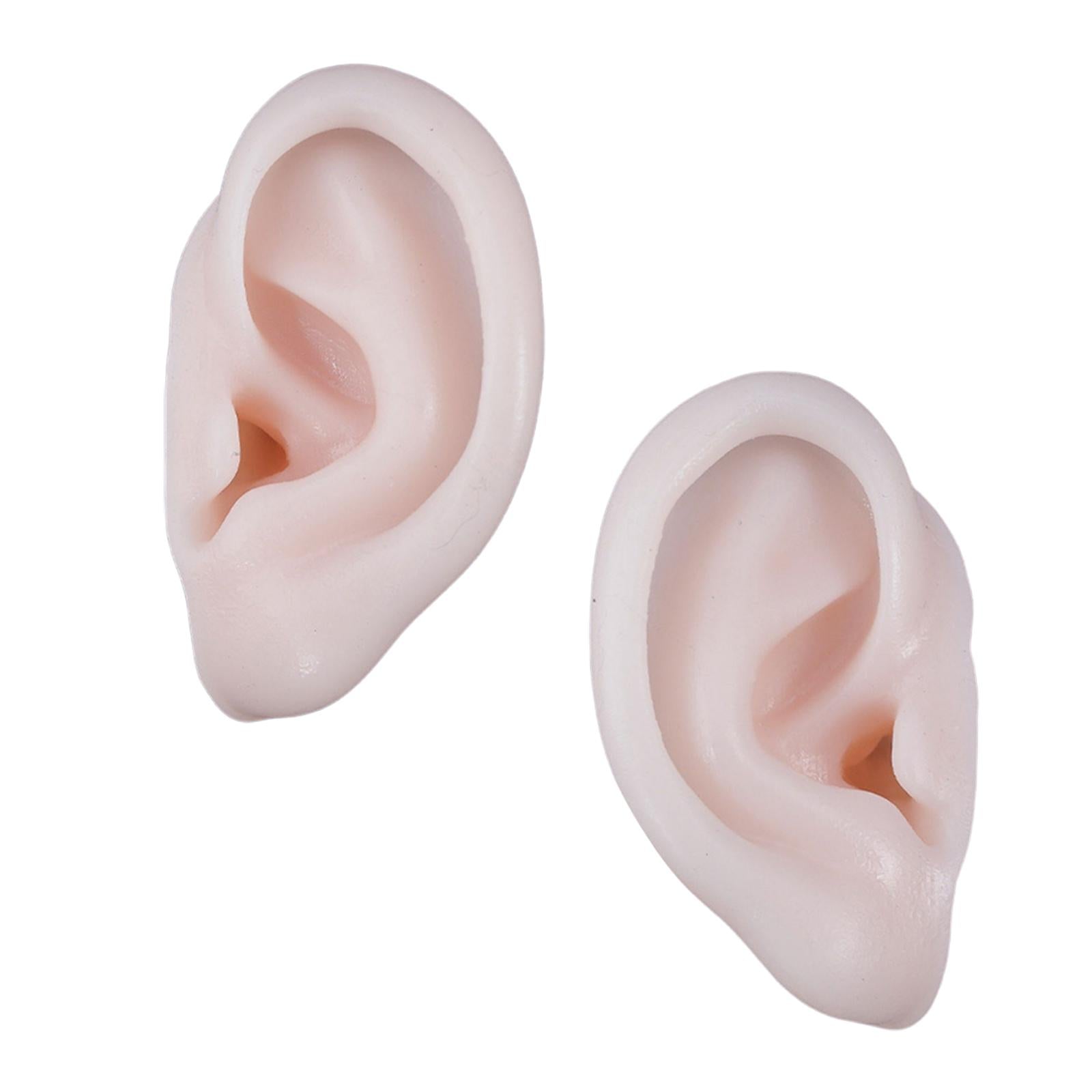 Simulation Ear Model Super Soft Teaching Aids Science for Practice Left