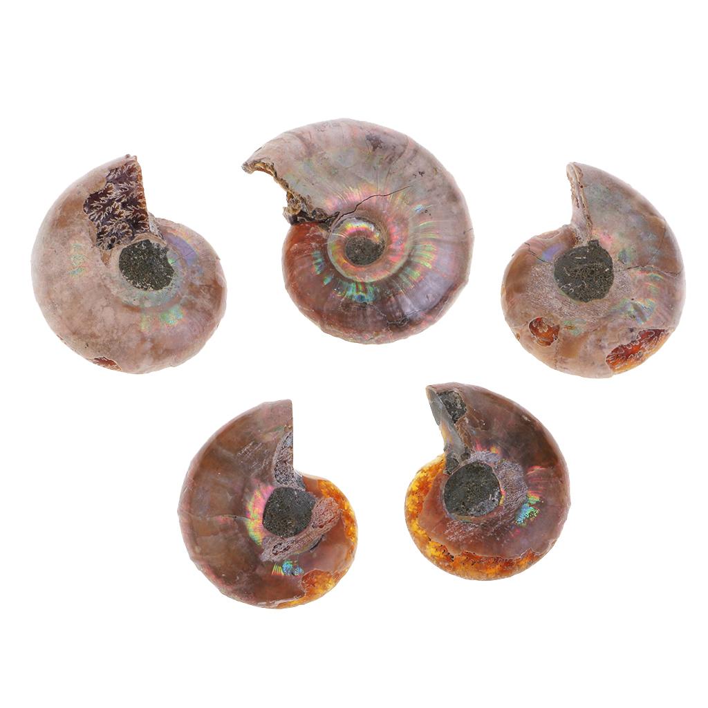 30-40mm Natural Ammonite Shell Gemstone for Pendant Necklace Jewelry Making