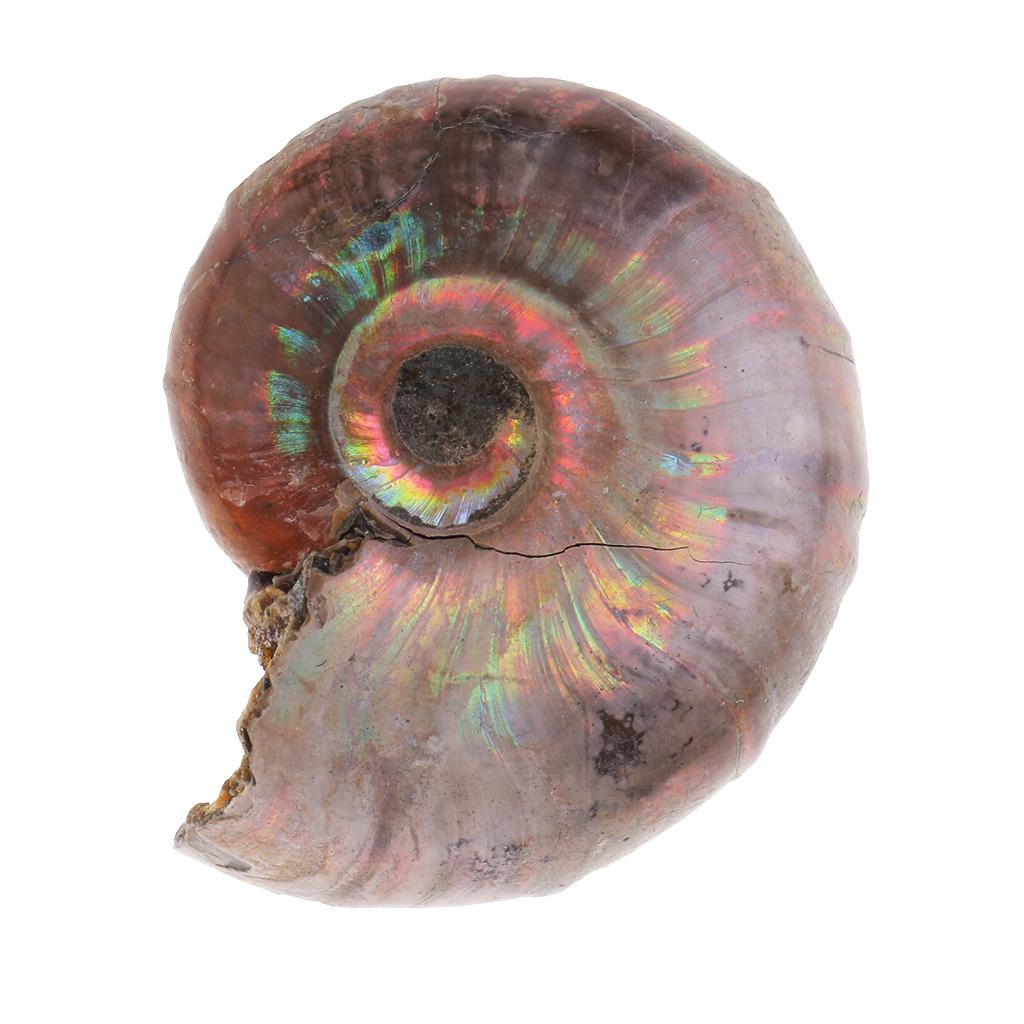 30-40mm Natural Ammonite Shell Gemstone for Pendant Necklace Jewelry Making