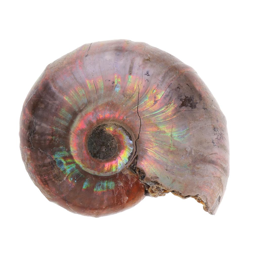 30-40mm Natural Ammonite Shell Gemstone for Pendant Necklace Jewelry Making