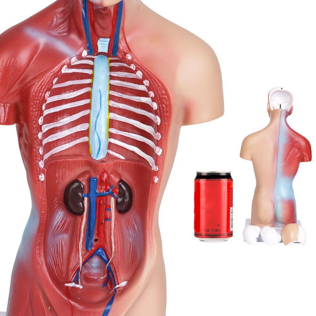 Human Torso Body Organ Anatomy Anatomical Model Science School Learn