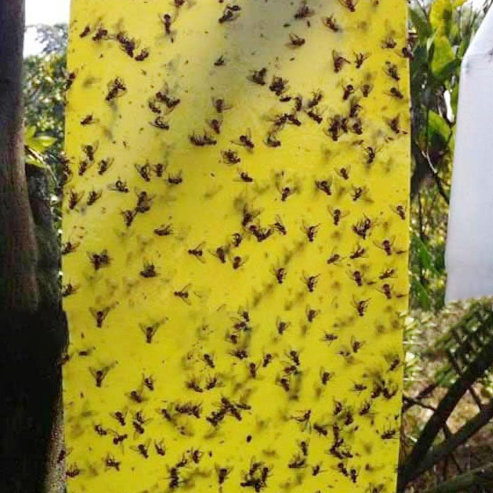 Sticky Traps Insect Catcher Traps Plant Gnat Catcher 20pcs