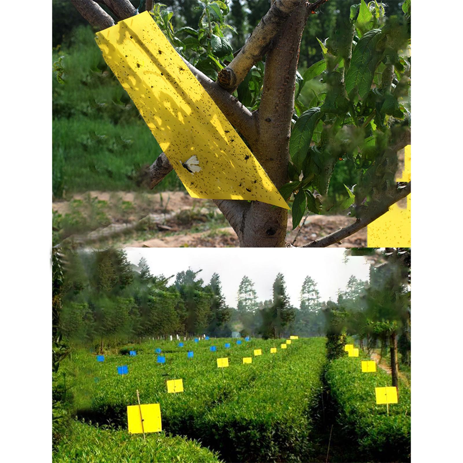 Sticky Traps 20x15cm Yellow Double-Sided for Flying Plant Insect Thrips 20PC