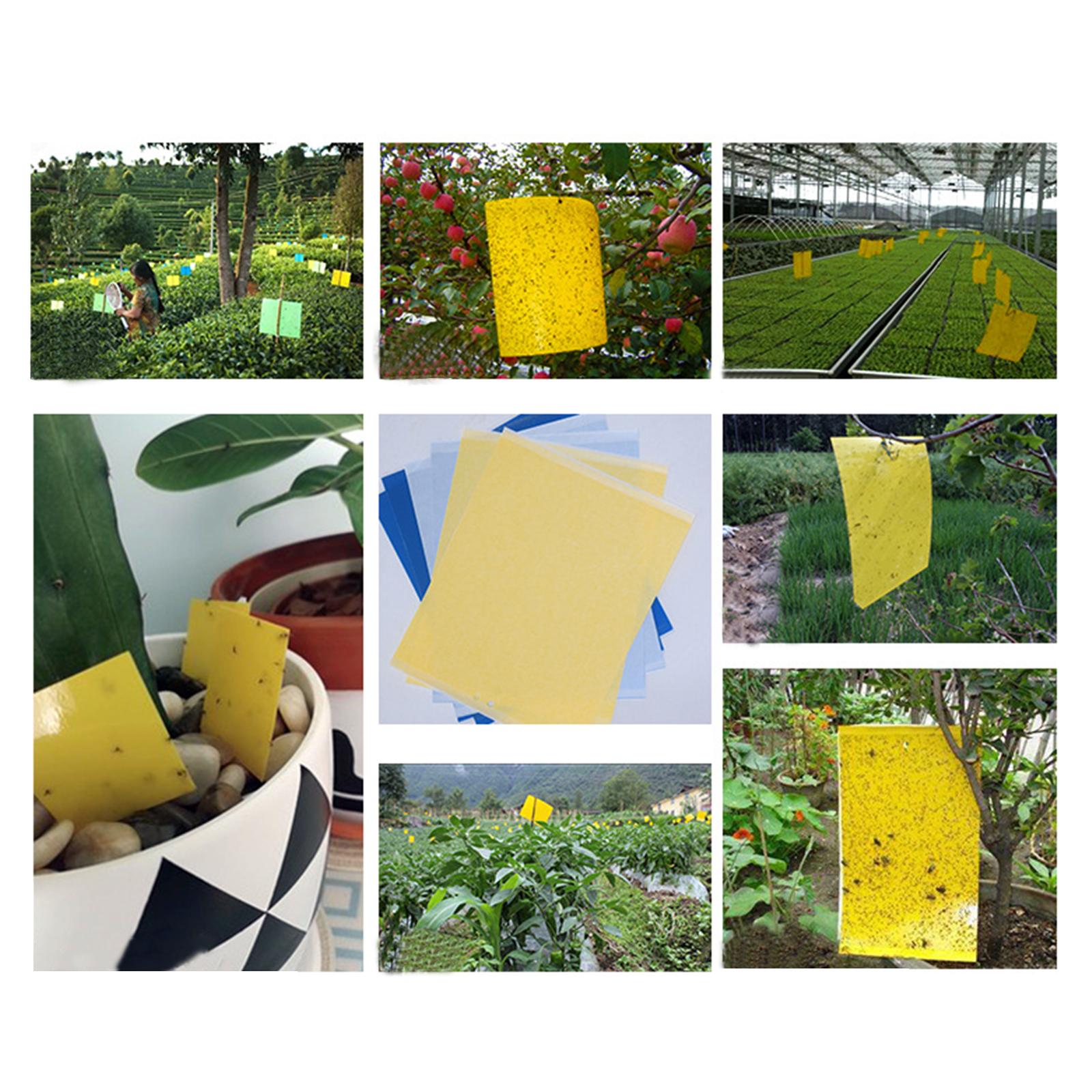 Sticky Traps 20x15cm Yellow Double-Sided for Flying Plant Insect Thrips 20PC