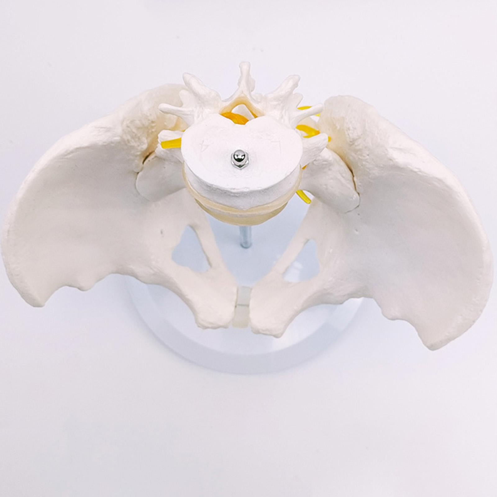 Human Lumbar Vertebrae Model for Teaching Student Study