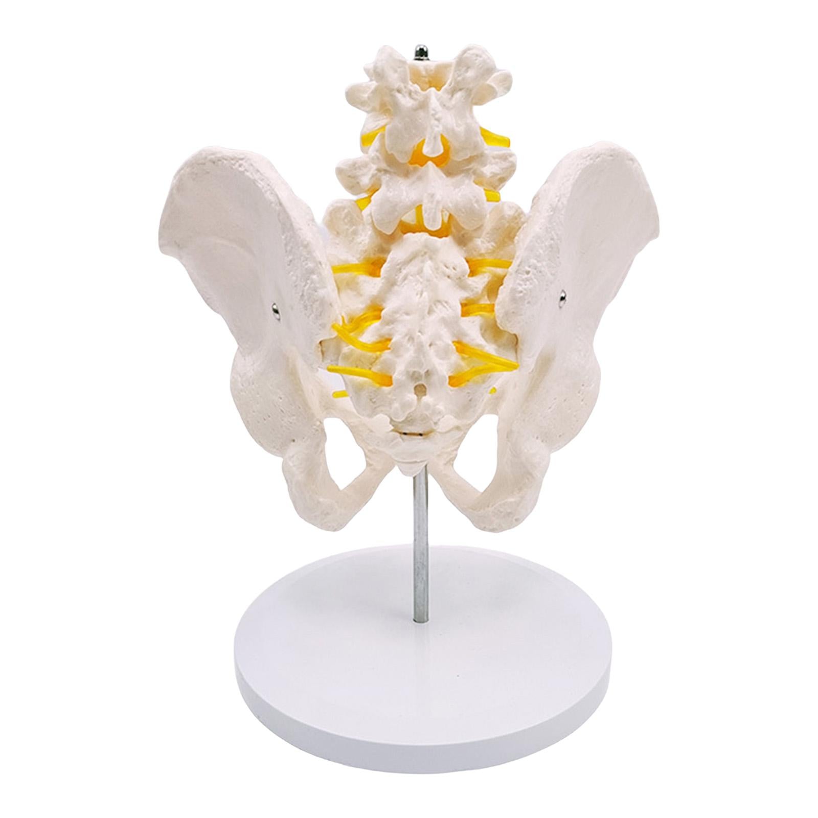 Human Lumbar Vertebrae Model for Teaching Student Study