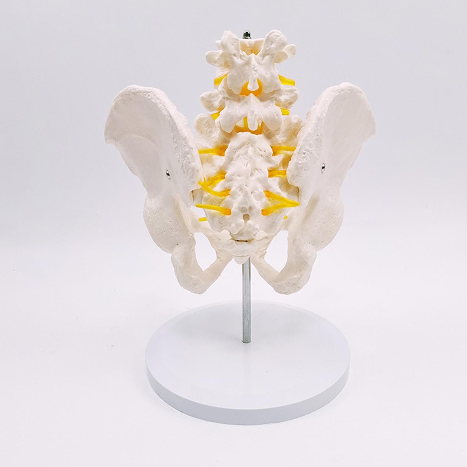 Human Lumbar Vertebrae Model for Teaching Student Study