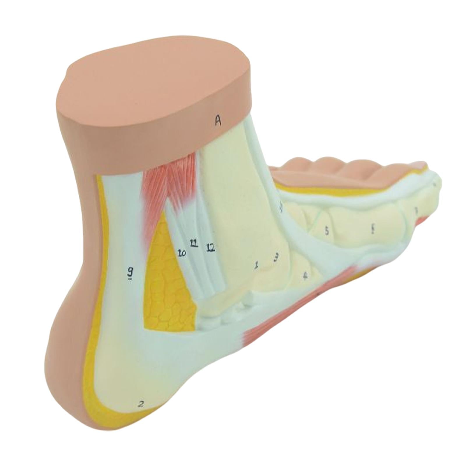 Human Foot Model with Ligament, Bones, Muscle Details for Educational Props