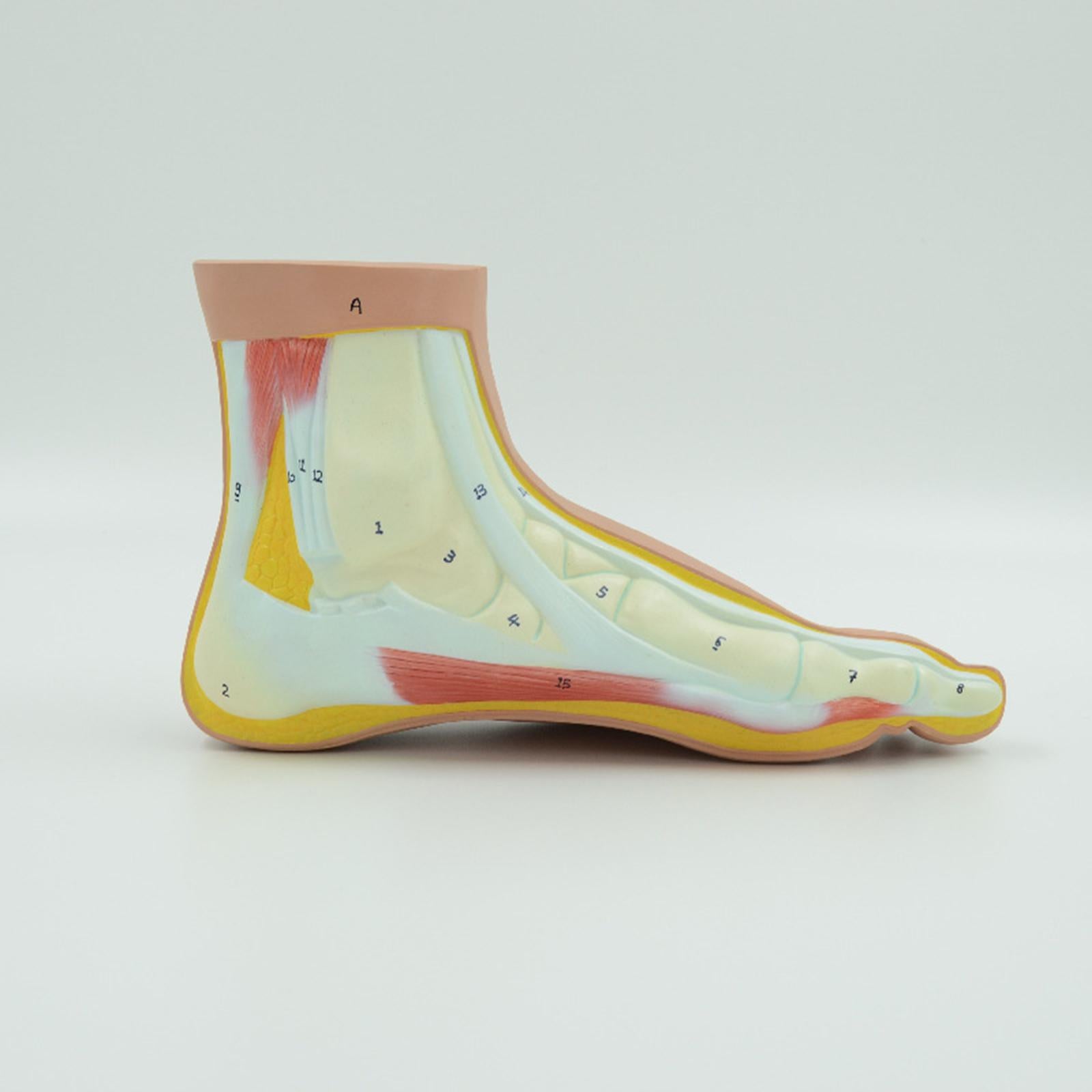 Human Foot Model with Ligament, Bones, Muscle Details for Educational Props