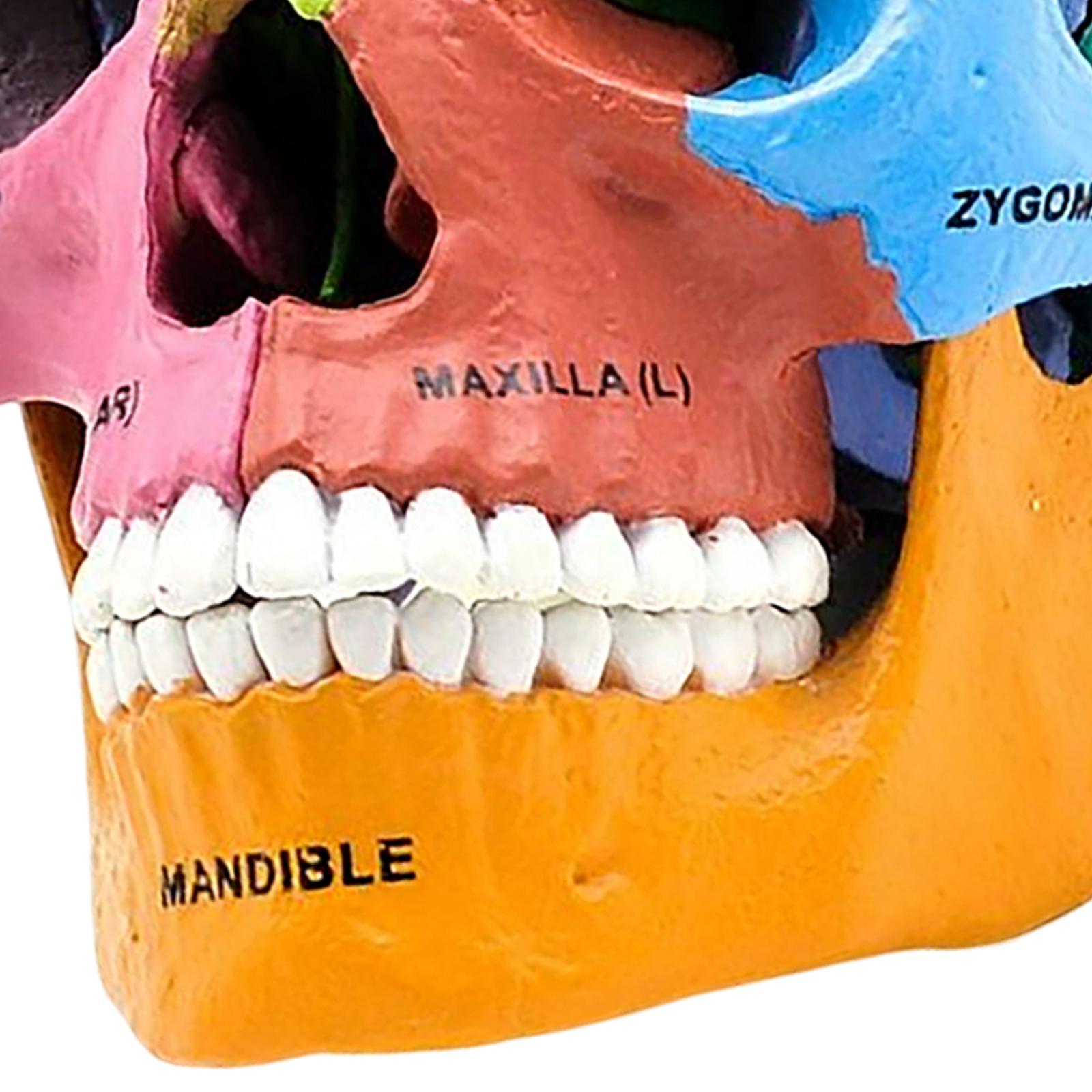 Human Skull Resin Model Anatomical Teaching Props