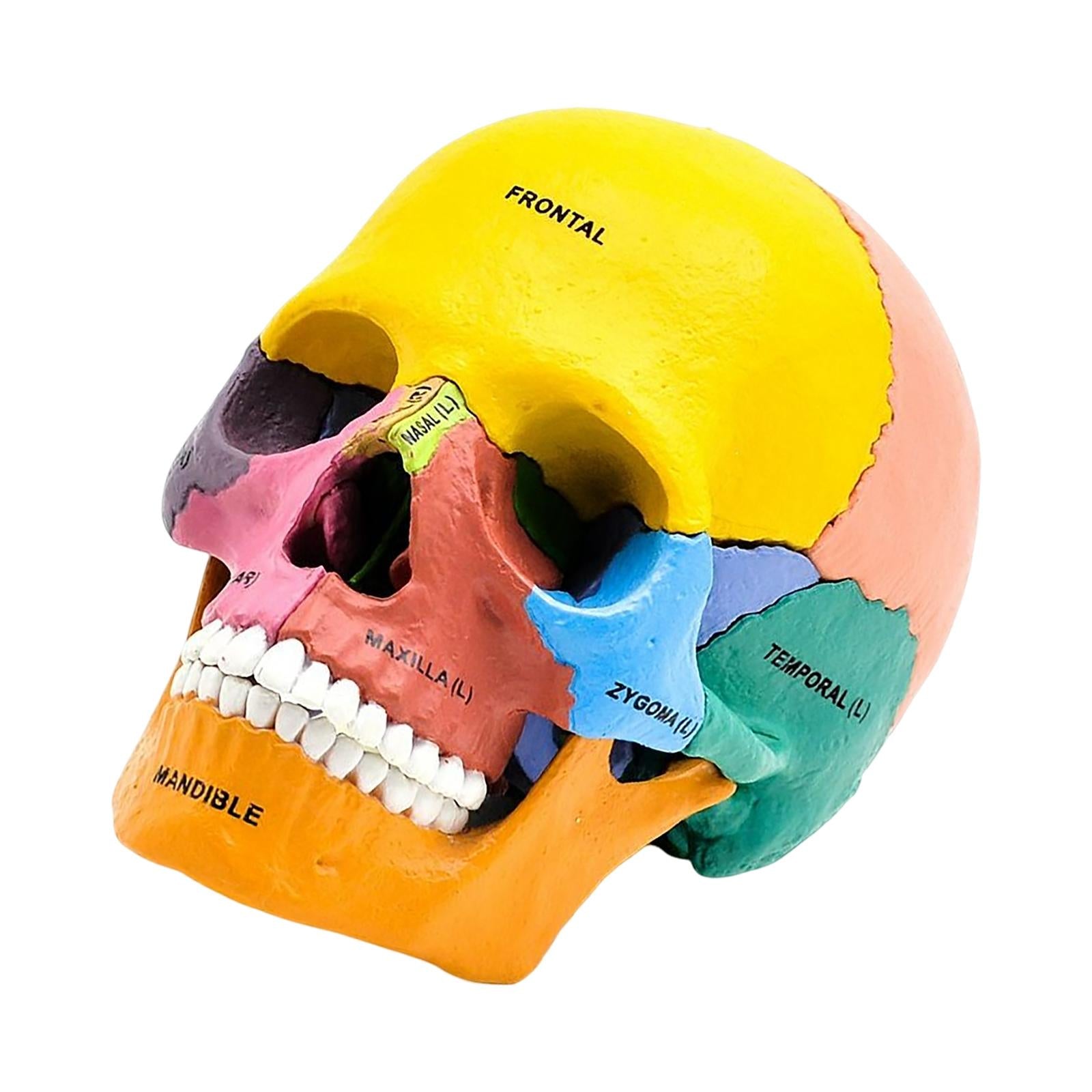 Human Skull Resin Model Anatomical Teaching Props