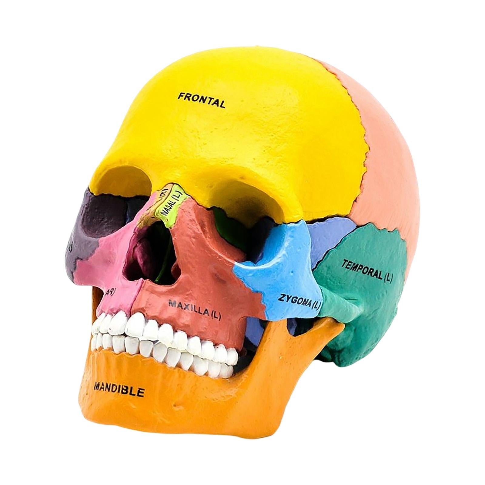 Human Skull Resin Model Anatomical Teaching Props