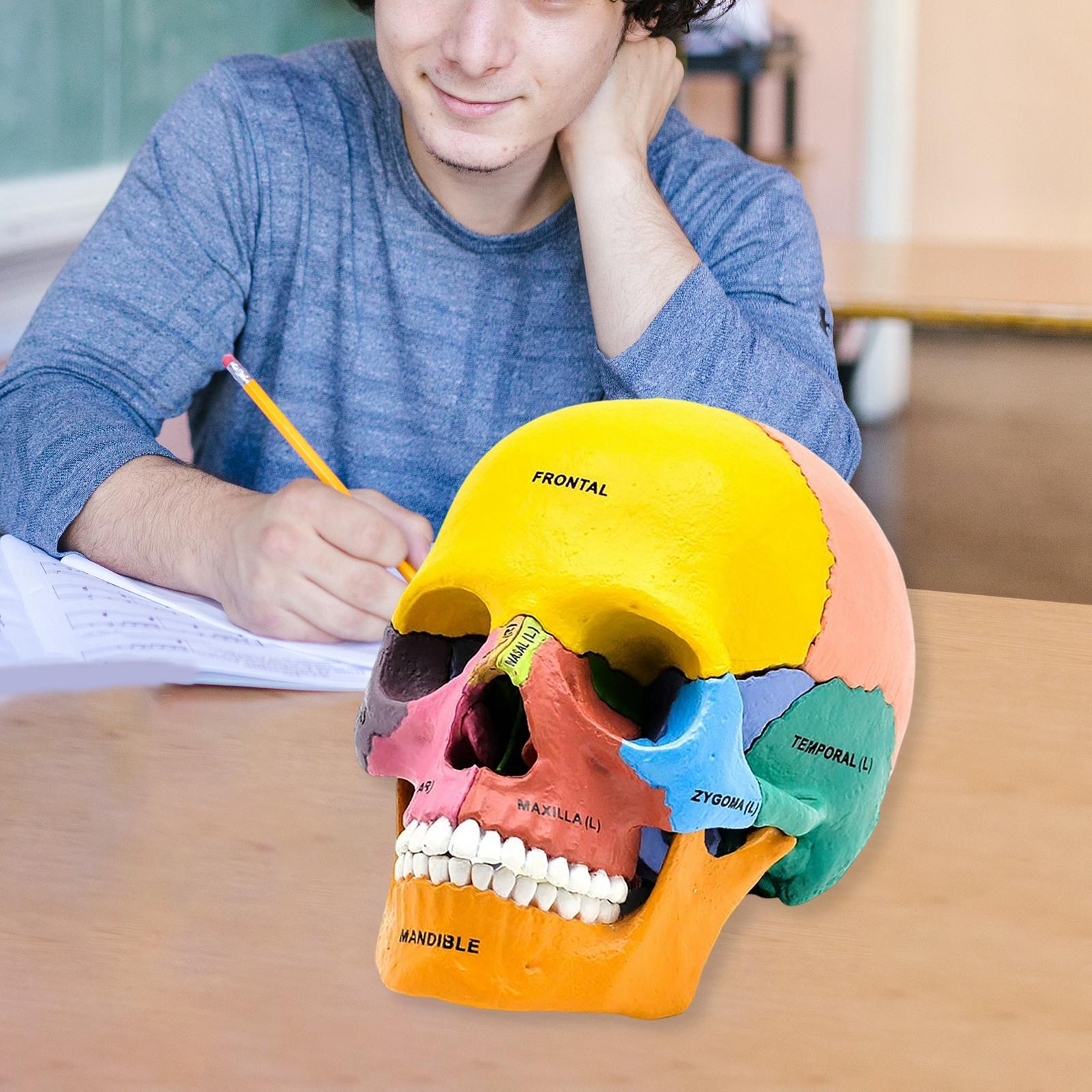 Human Skull Resin Model Anatomical Teaching Props