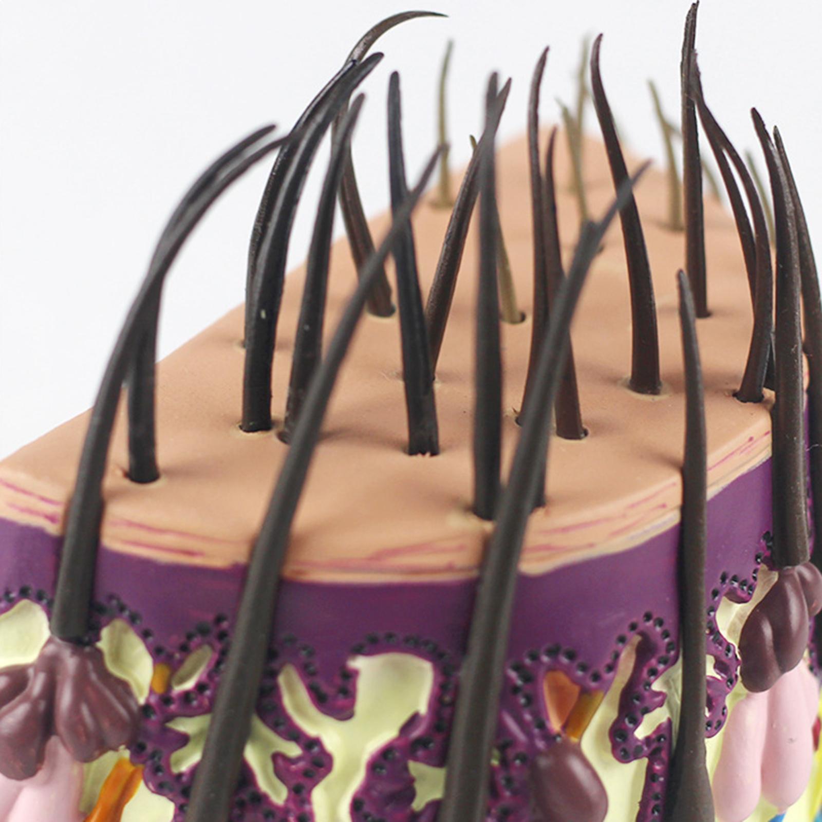 Hair Skin Model Human Body Organ Anatomical Model Teaching Model for Biology