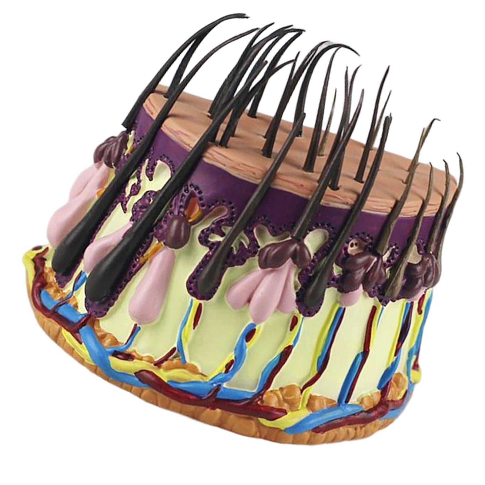 Hair Skin Model Human Body Organ Anatomical Model Teaching Model for Biology