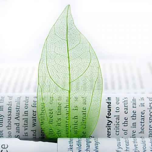 Natural Magnolia Skeleton Leaf Leaves Card Making Scrapbooking Embellishments Craft Supplies Green Pack Of 50PCS